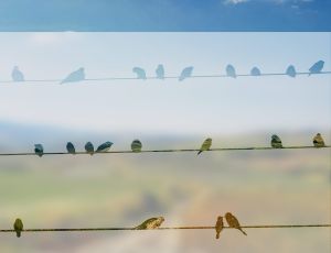 Folia na okno zazdrostka samoprzylepna - Ptaki na drutach